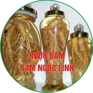 Rượu sâm ngọc linh